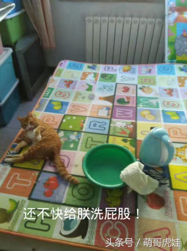 小猫尿床穿纸尿裤,宠物猫老是尿床