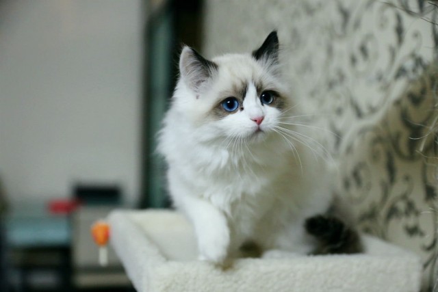 猫咪呕吐红色的液体又不像血,猫咪呕吐的原因及处理方法