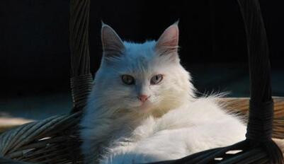 狮子猫掉毛怎么处理,如何正确给猫咪洗澡布偶猫