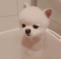 那坨博美！好软！好圆！好蓬！好想揉！