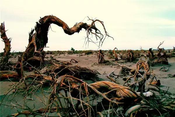 三千年的情缘,三千年的企盼只为这一季的金秋(附攻略)