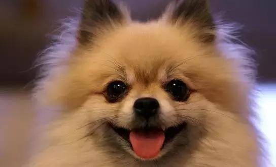 那坨博美！好软！好圆！好蓬！好想揉！