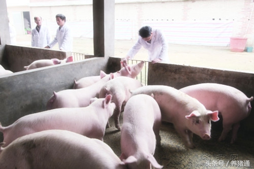 猪场母猪查情总结,猪场查情技术视频教程