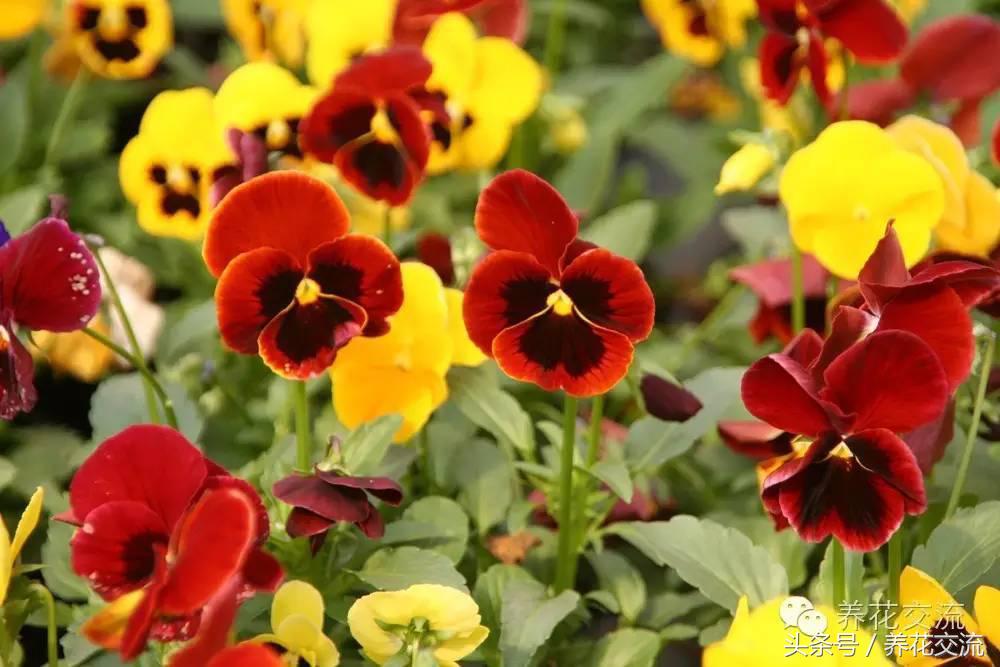 花卉最长寿命排名,五种养不死的花卉