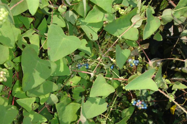 农村常见的野草及功效,你知道的农村最常见的野草