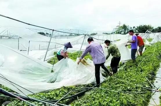 台风“帕卡”如期而至,菜价终于全线上涨,广州江南0827菜价