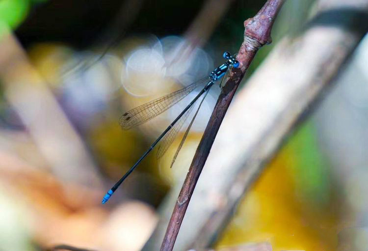 世界因你而美好原唱,世界因你而美好