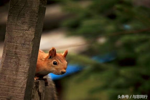 雪地松鼠可爱视频,雪地松鼠卖萌