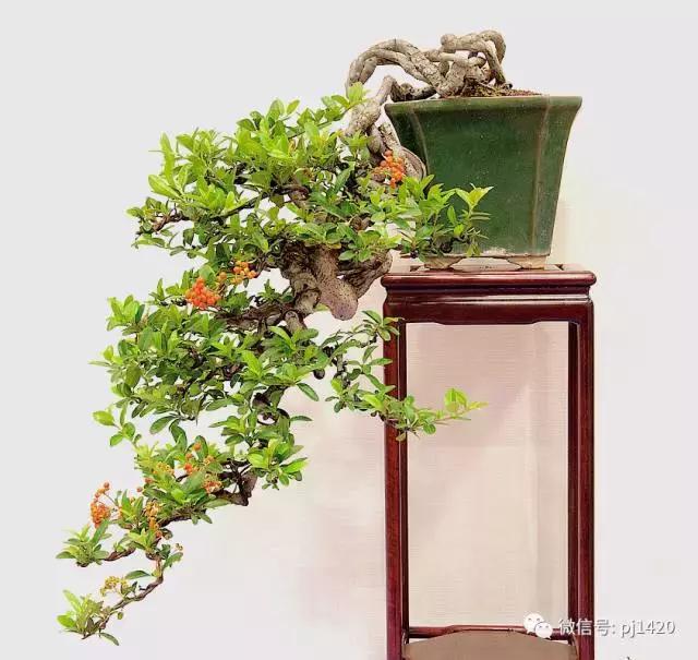 50种盆景树图片大全,50种盆景植物图片大全