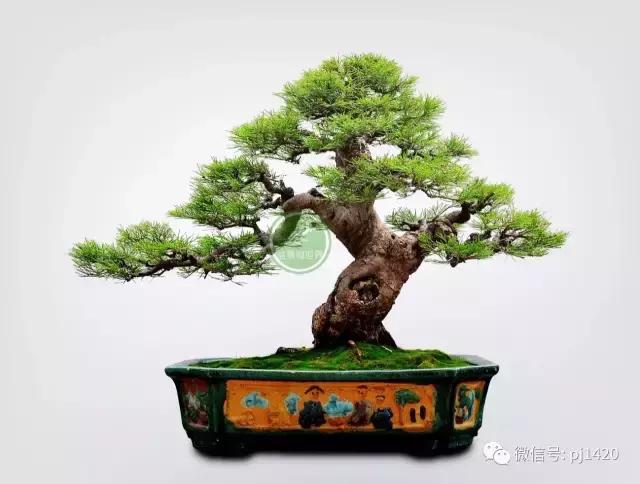 50种盆景树图片大全,50种盆景植物图片大全