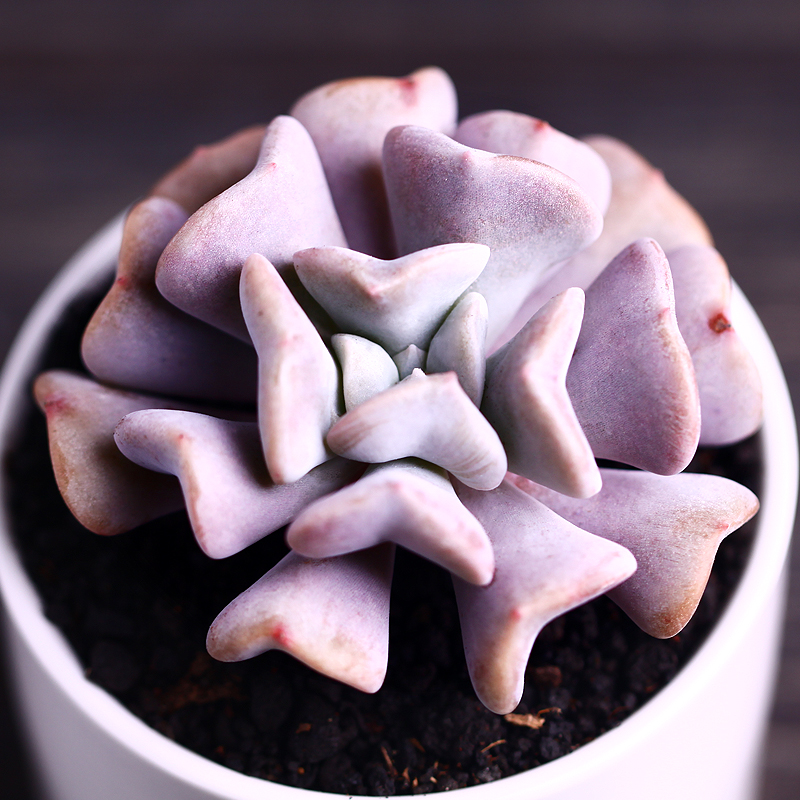 可爱的呆萌多肉,萌的多肉小植物