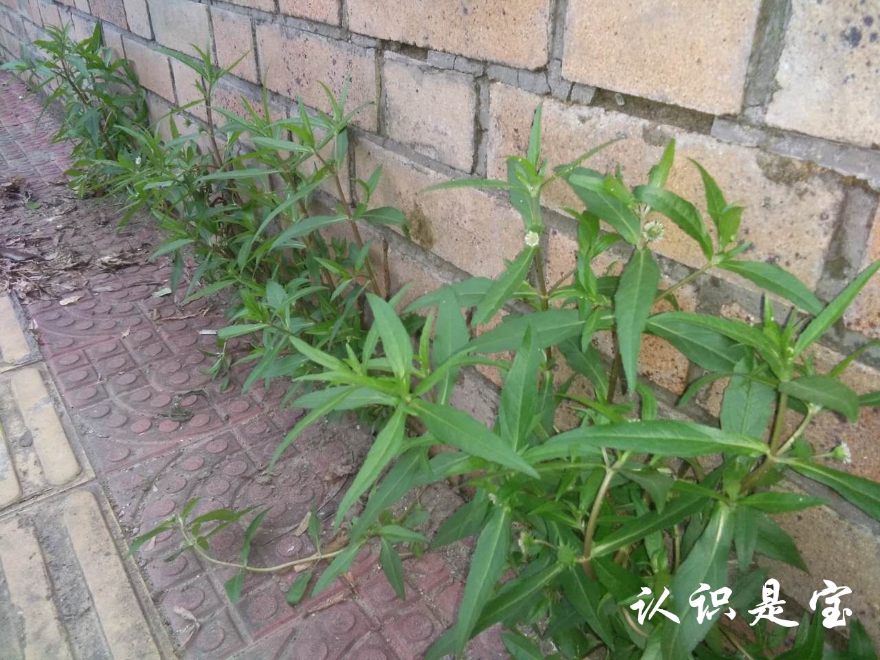 墨旱莲为什么叫墨旱莲,墨旱莲草有什么用法