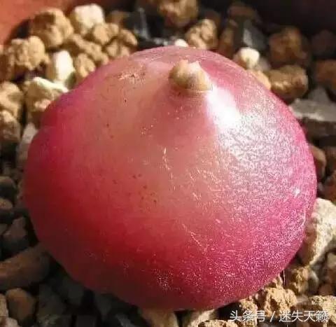 多肉，你小时候的样子太萌了，可千万别长大，长残