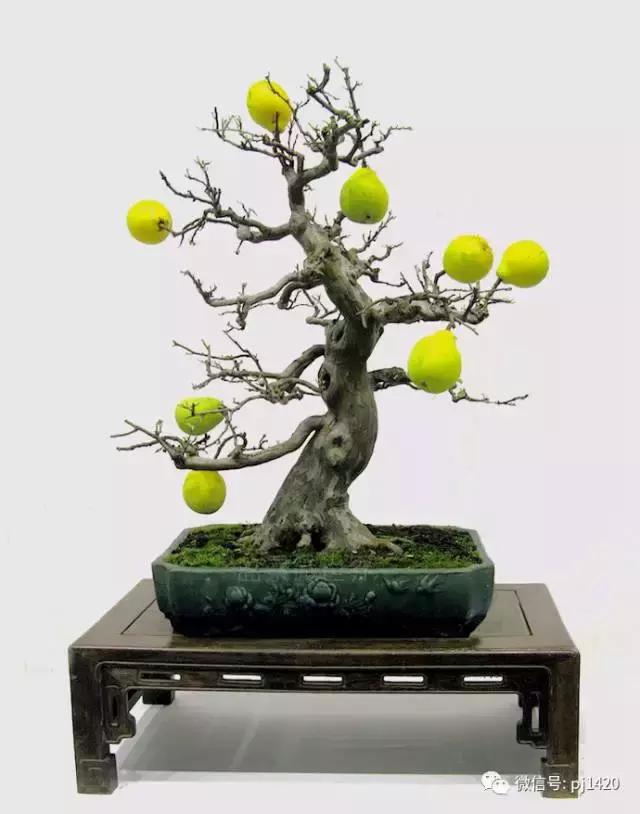 50种盆景树图片大全,50种盆景植物图片大全