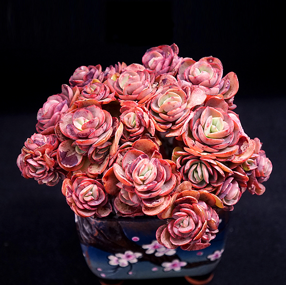 可爱的呆萌多肉,萌的多肉小植物