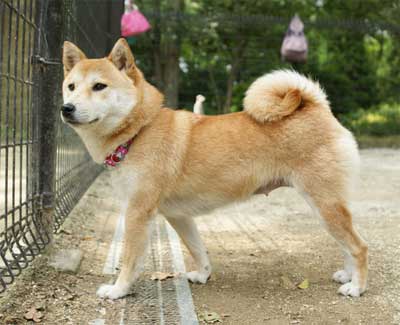 狗狗也会不孕不育，公狗、母狗究竟哪一方有问题，看过这个全知道