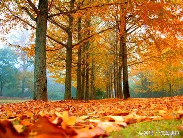 临沂郯城在哪里,临沂郯城古城