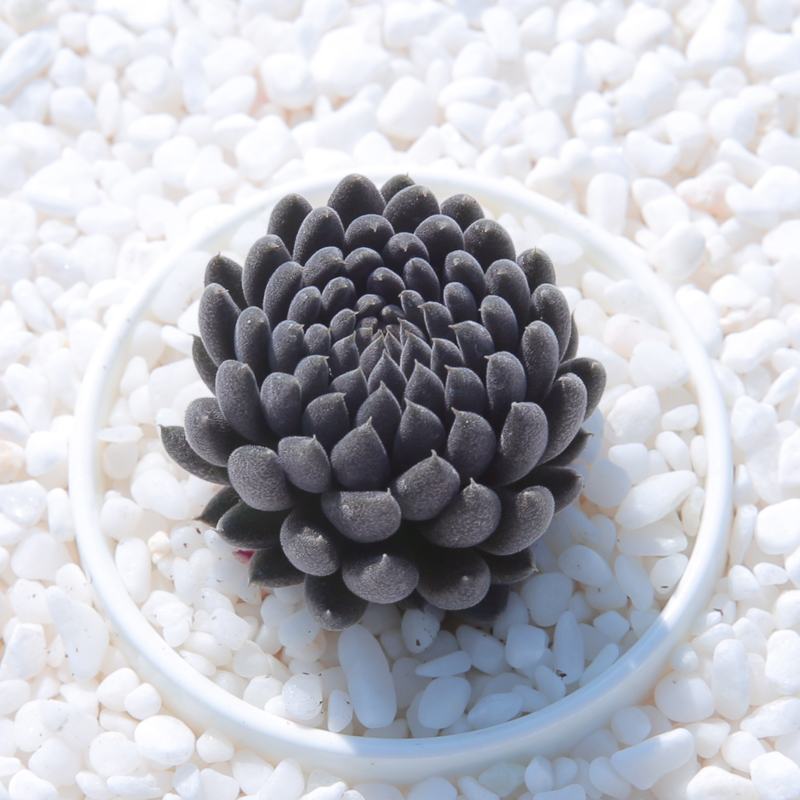 可爱的呆萌多肉,萌的多肉小植物