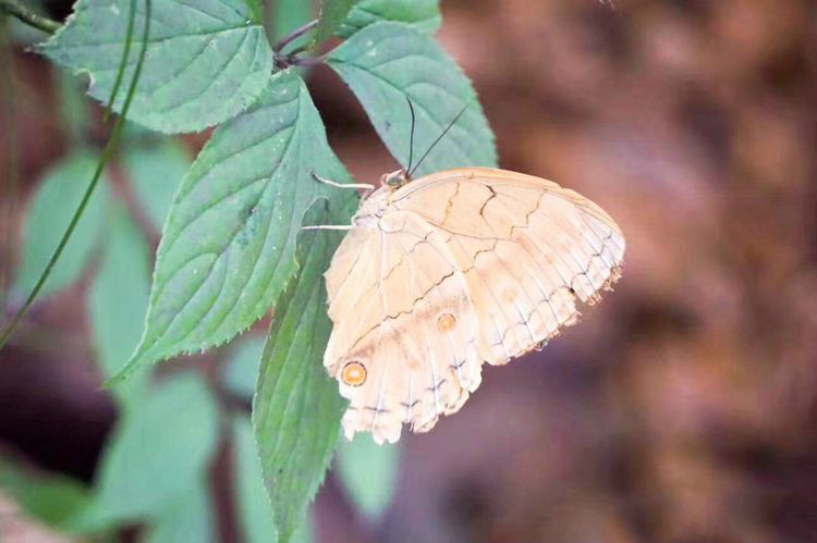 世界因你而美好原唱,世界因你而美好