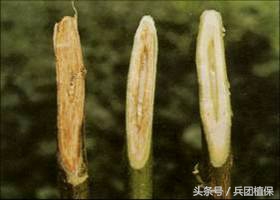 棉花枯黄萎病的药物有哪些,棉花枯黄萎病抗病性鉴定