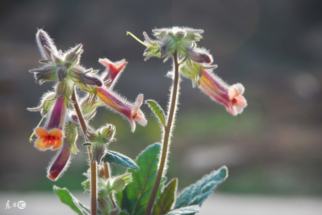 鍦伴粍鐨勫姛鏁堜笌浣滅敤鏈夊摢浜涘憿,鍏懗鍦伴粍鑳跺泭鐨勪綔鐢ㄤ笌鍔熸晥