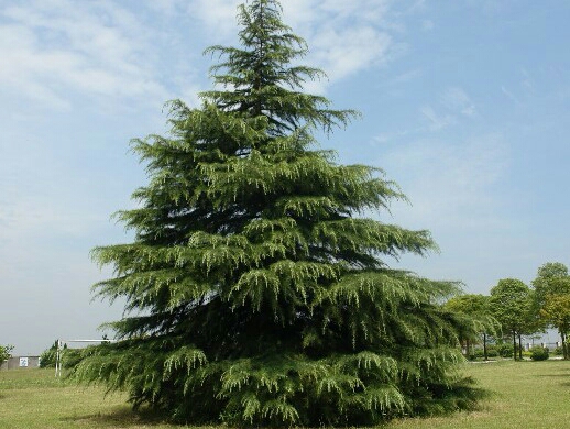 亚洲每个国家的国花是什么,世界各国国花的资料