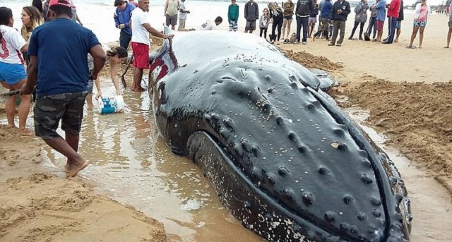 kendricklamar艺术奖,kendricklamar格莱美得奖次数