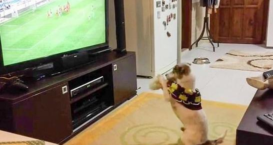 手舞足蹈萌力十足，土耳其宠物狗看球赛的夸张表现让人忍俊不禁