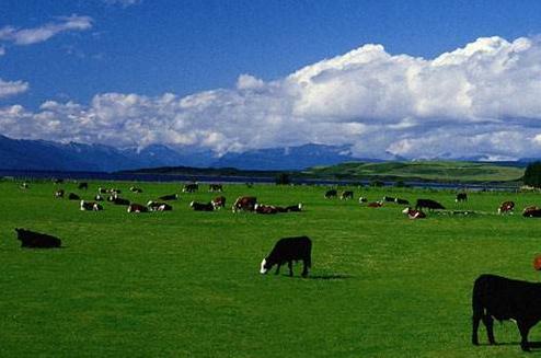 四大奶粉是哪几个品牌,全球四大有机奶粉