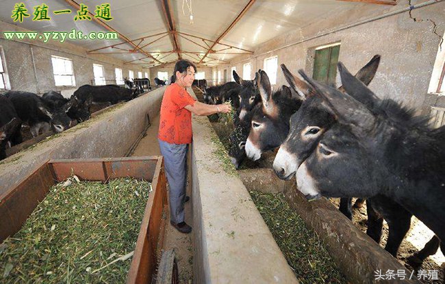养驴健胃用什么药,养驴保健用药