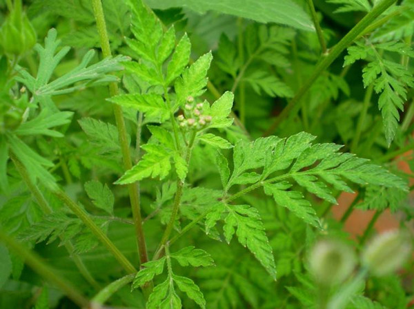 农村常见的野草及功效,你知道的农村最常见的野草