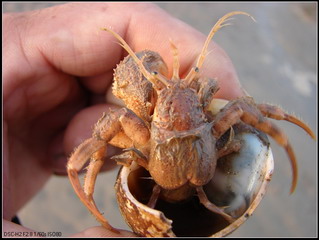 又到了吃螃蟹的季节怎样挑选螃蟹,如何正确挑选食用螃蟹你都知道吗