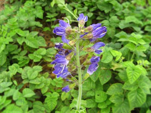 中药抗骨质疏松的药物有哪些,改善骨质疏松的复方丹参片的功效