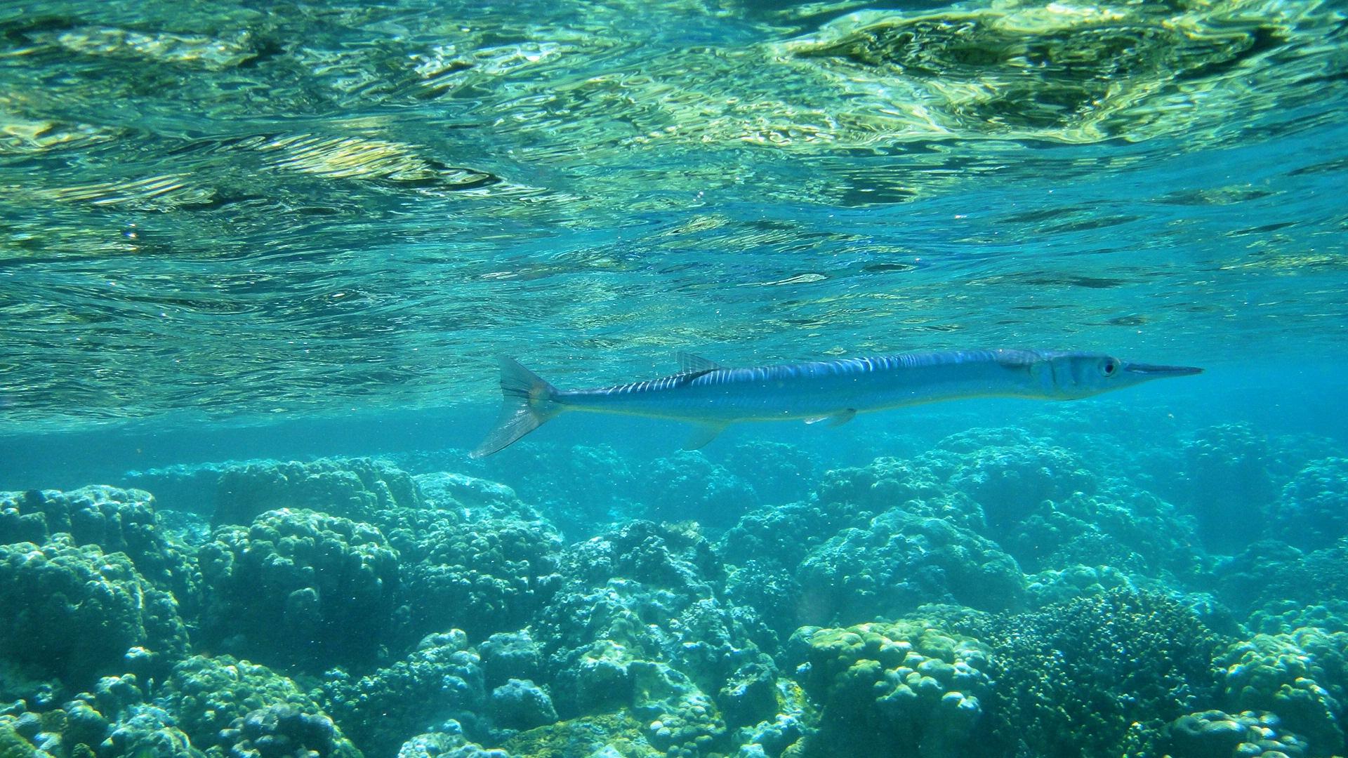 帕劳旅游最美风景攻略,帕劳旅游攻略自由行