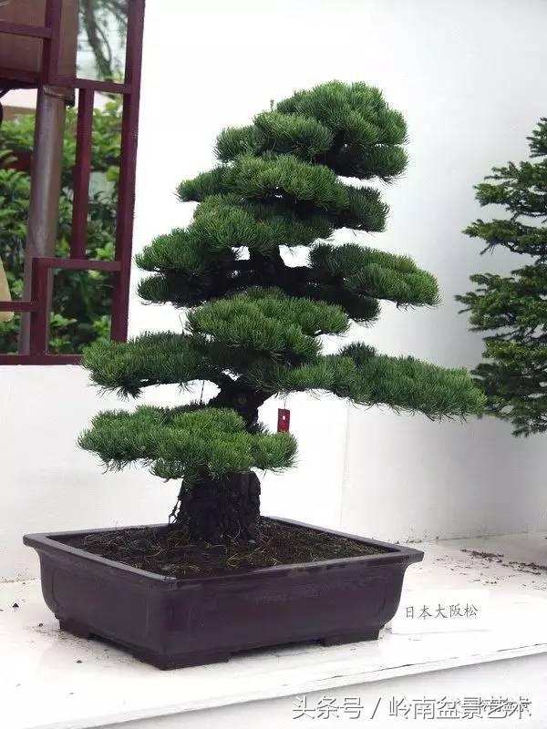 五针松和大阪松哪个好盆栽 (大阪松比五针松哪种更名贵)