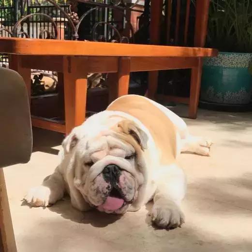 斗牛犬饲养知识,斗牛犬生产注意事项