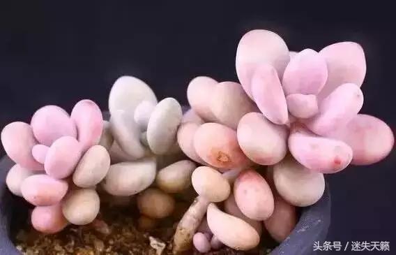 多肉，你小时候的样子太萌了，可千万别长大，长残