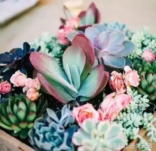 多肉，你小时候的样子太萌了，可千万别长大，长残