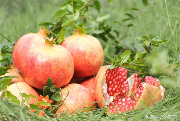 正宗突尼斯软籽石榴10斤新鲜当季,送礼必备佳品突尼斯软籽石榴