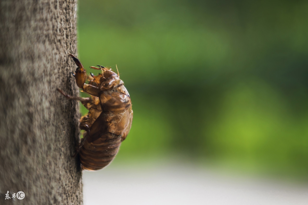 祛风除湿温阳散寒的中成药,寒湿皮肤瘙痒中成药