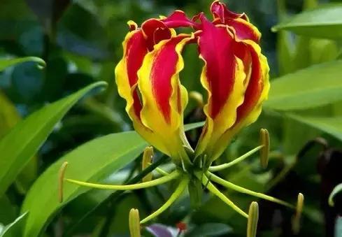 全世界各国的国花有哪些,世界各国国花有哪些