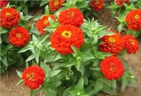 全世界各国的国花有哪些,世界各国国花有哪些