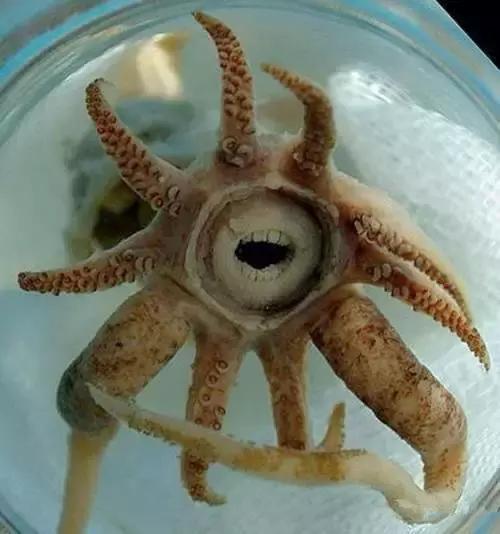 羊口开海！倒计时一天！第一网吃起来！看完哈喇子流一地