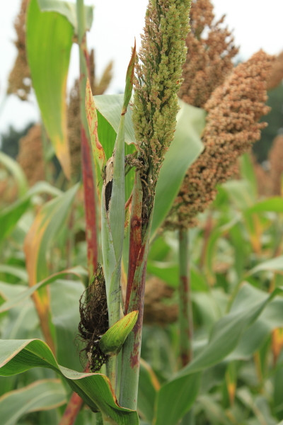 美食|舌尖上的东戴河:东北乌米
