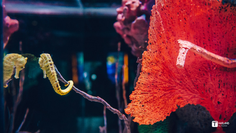 带你一起去泰国看海,回忆那年在泰国踏浪看海