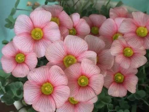 9月不翻盆来年开花少