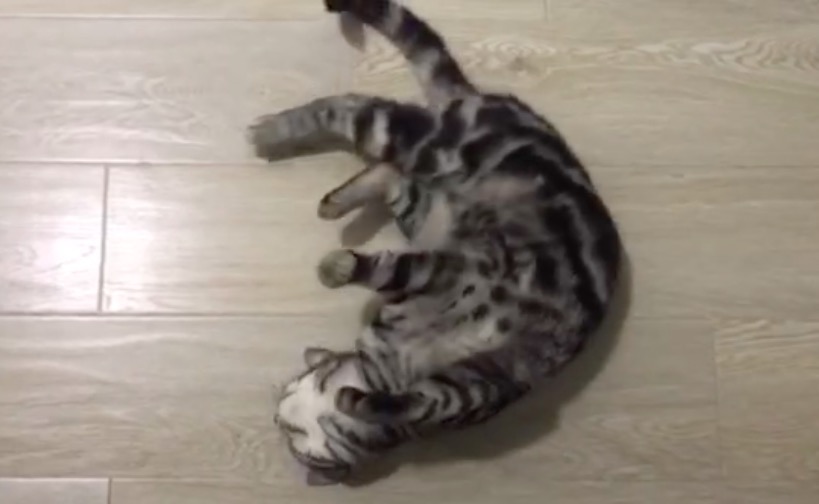 铲屎官你们都怎么养喵?你以为最好养几只喵?