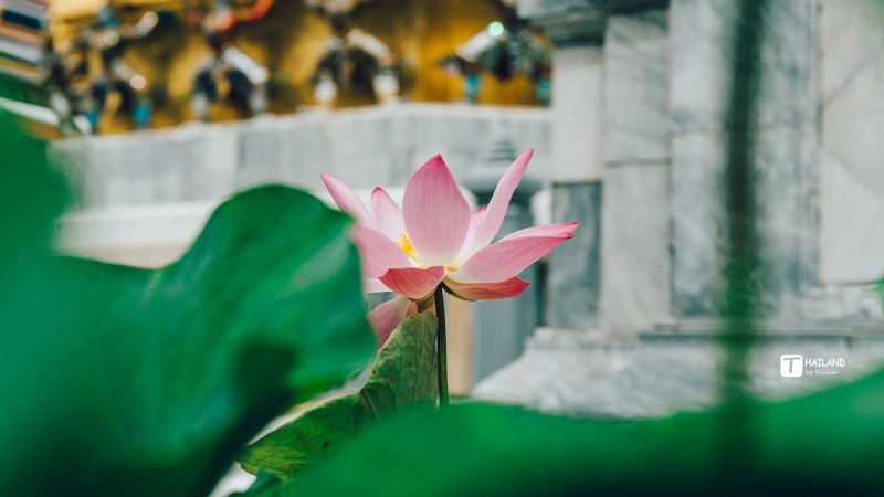 带你一起去泰国看海,回忆那年在泰国踏浪看海