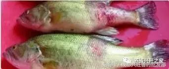 养殖鱼应激了该怎么救,鱼应激浮头了该怎么救