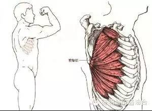 人鱼线马甲线可以同时存在吗,人鱼线马甲线分别是什么样子的